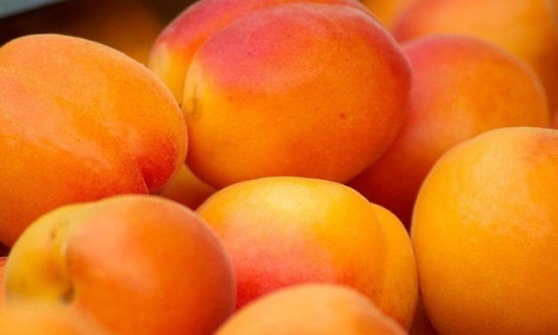 Apricot